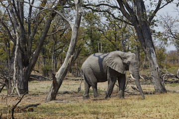 Obraz premium Friedlicher afrikanischer Elwefant zwischen Bäumen