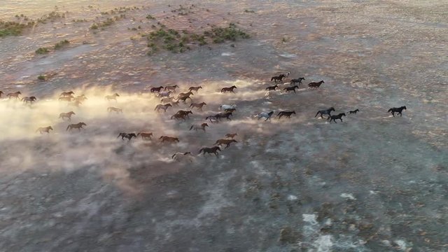 Aerial of Wild Horse Herd Running at Sunset