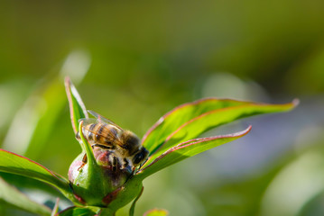 Bee collects nectar on peony bud