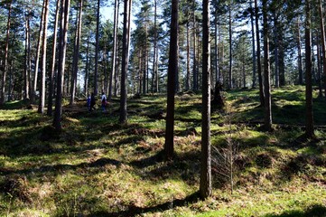 trail in the forest
