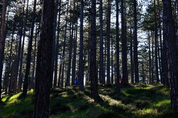 trail in the forest
