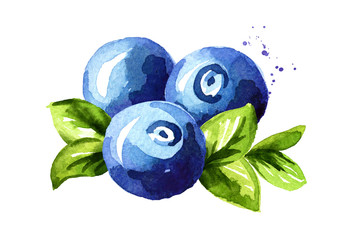 Blueberry composition. Fresh berries with leaves. Hand drawn watercolor illustration  isolated on white background