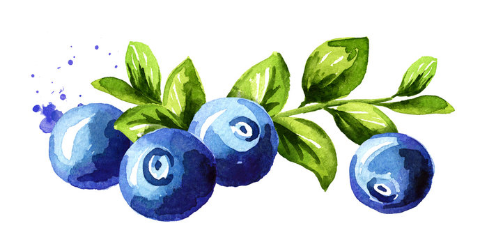 Blueberry composition. Fresh berries with leaves and branch. Hand drawn watercolor illustration  isolated on white background