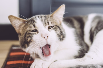 Chat en train de bailler