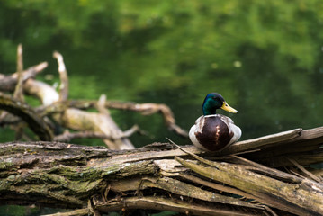 männliche Stockente sitzt auf Ast im See
