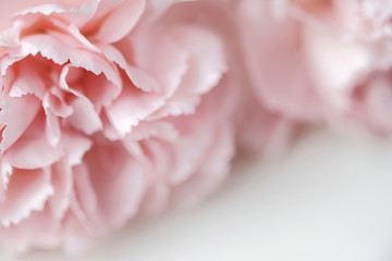 Carnation flower pastel background