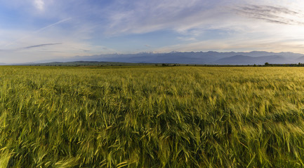 Wheat field and snow-capped mountains