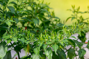 Thai chilli tree agriculteral