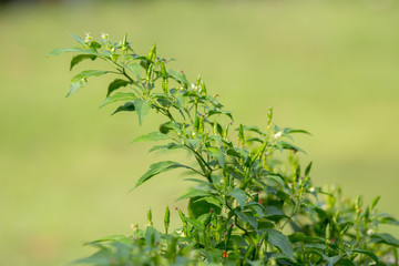 Thai chilli tree agriculteral