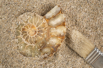 Excavating a prehistoric seashell fossil