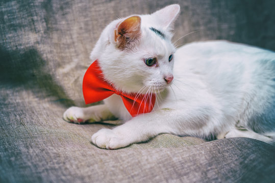 portrait of a white domestic cat