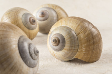 Seashell Gathering
