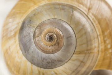 Poster  Close-up view of a conch shell © LRafael