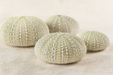 Sea Urchin Shells