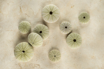 Top view of Sea Urchin pictorial composition - Powered by Adobe