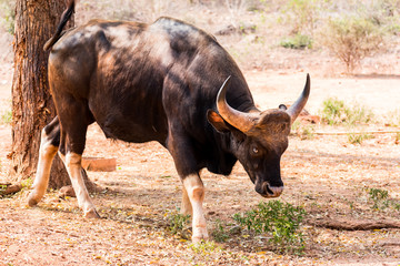 Awesome close view of Indian bison grazing grass on field of zoo.