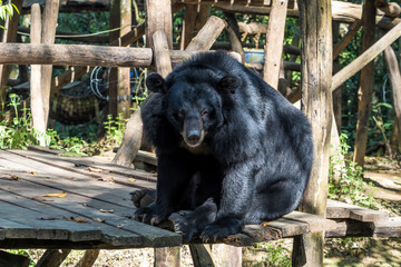 Laos - Luang Prabang - Tat Kuang Si - Bären Rettungsstation (Bear Rescue Centre)