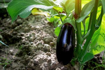 Purple eggplant growing on the bush
