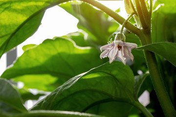 Obraz premium Eggplant flower in the garden close up
