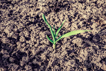 garlic sprout, bulbs for planting