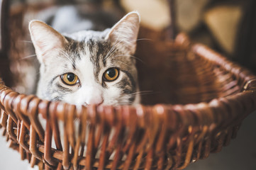 Portrait de chat couché dans un panier en osier
