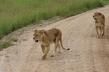 Lioness, Serengeti, Tanaznia, Africa