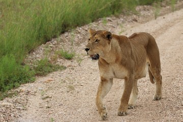 Fototapeta na wymiar Lioness, Serengeti, Tanaznia, Africa