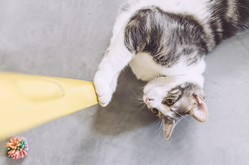 Chat blanc et tigré