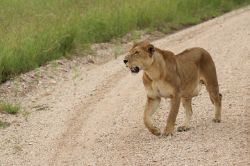 Lioness, Serengeti, Tanaznia, Africa