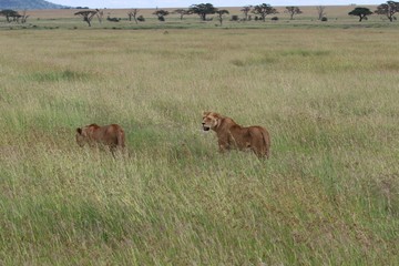 Lions, Grassland Serengeti, Tanzania, Africa