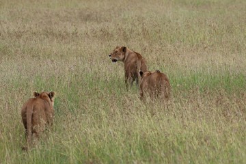 Obraz na płótnie Canvas Lions, Grassland Serengeti, Tanzania, Africa