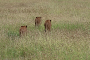 Lions, Grassland Serengeti, Tanzania, Africa