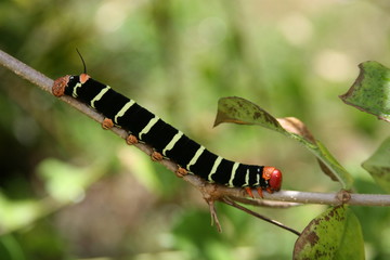 frangipani caterpillar, Martinique