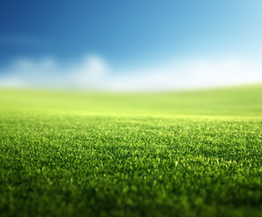 Fototapeta na wymiar field of spring grass (shallow DOF)