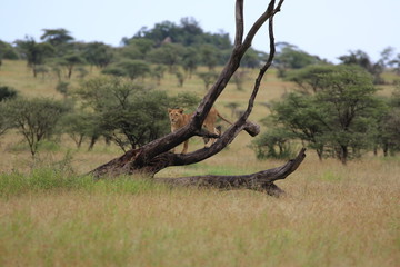 Lioness in a tree, evening, Serengeti, Tanzania, Africa