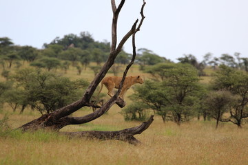 Lioness in a tree, evening, Serengeti, Tanzania, Africa