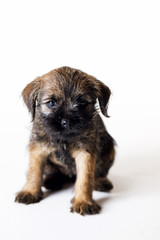 Little beautiful puppy