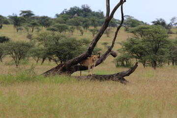 Lioness in a tree, evening, Serengeti, Tanzania, Africa