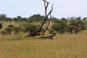 Lioness in a tree, evening, Serengeti, Tanzania, Africa