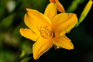 Fototapeta premium Narzisse