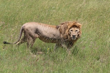 Lion, Serengeti, Tanzania, Africa