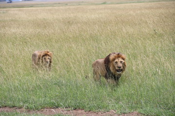 Lions, two Brother, Savannah, Serengeti, Tanzania, Africa
