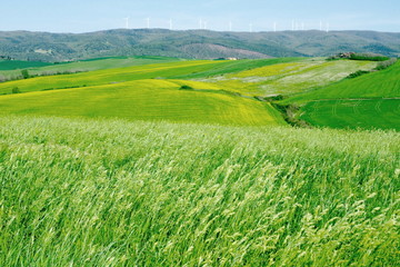 fields of gold 