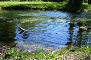 branch in the river
