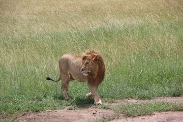 Lion, Serengeti, Tanzania, Africa