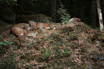 Three lynx are sleeping on the rock in Bayerischer Wald National Park, Germany