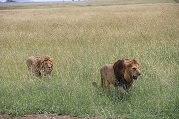 Lions, two Brother, Savannah, Serengeti, Tanzania, Africa