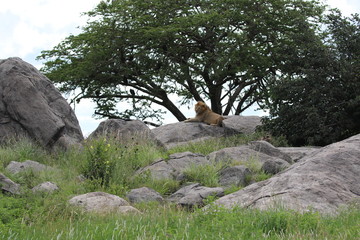 Lion sitting on Kopje, Serengeti. Tanzania