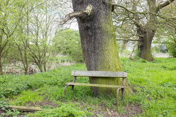 Old bench under oak tree in the Cheshire countryside UK