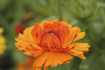 orange calendula in drops of water